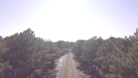 Woods 1.1 Video stock 127889571