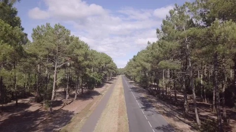 Woods 1.4 Video stock 127889567