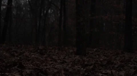 In the woods 2 Vidéo 45187747