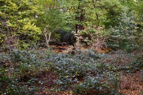 Woods 2 Stock Photos