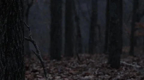 The woods 3 Vidéo 45202700