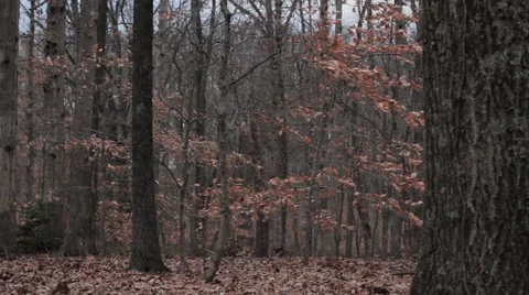 In the woods 3 Vidéo 45203077