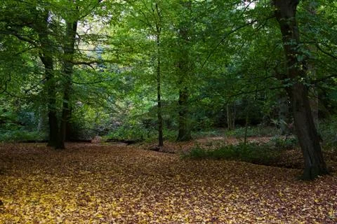 Woods 3 Stock Photos