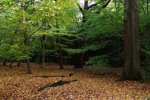 Woods 3 Stock Photos