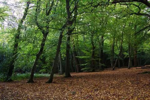 Woods 4 Stock Photos
