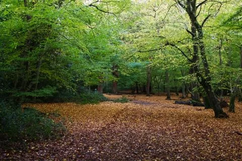 Woods 5 Stock Photos
