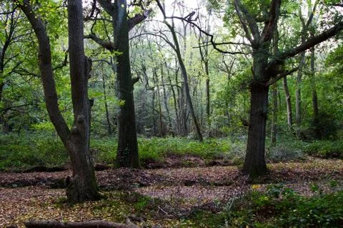 Woods 6 Stock Photos