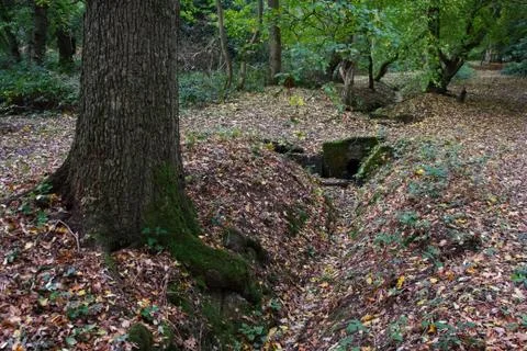 Woods 7 Stock Photos