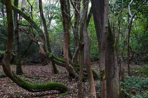 Woods 8 Stock Photos