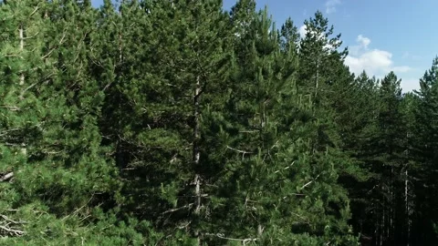 Woods from above Video stock 143330559