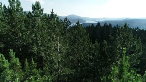 Woods from above Video stock 143331379