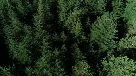 Woods from above Video stock 143331997