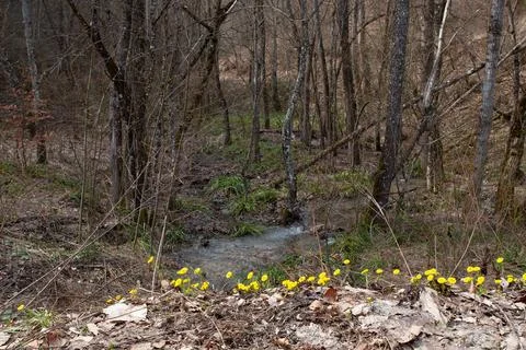 Woods in Abruzzo Stock Photos