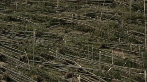 Woods after a hurricane Stock Footage 36581206