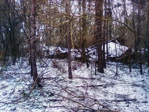 Woods After Snowfall 库存照片