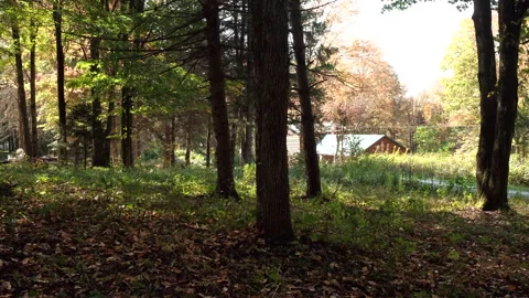 Woods and Autumn Stock Footage 252511151