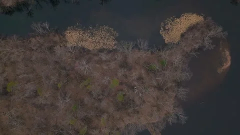 Woods and backwaters on Lake Eau Claire Wisconsin Stock Footage 306902522
