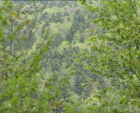 WOODS and branches rack focus Video stock 12121369
