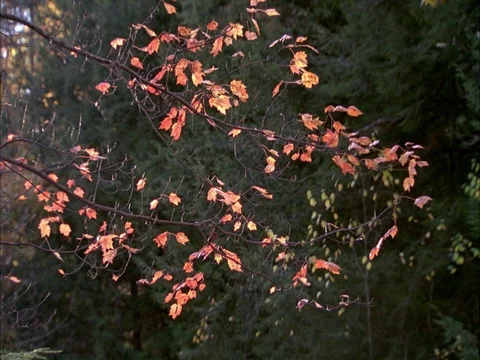 Woods and creek Stock Footage 86750617