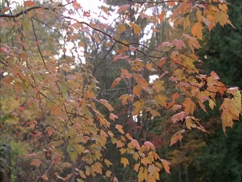 Woods and creek Stock Footage 86750650