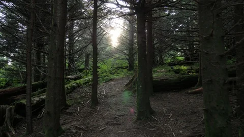 Woods and Forests on top of Mount Mitchell in North Carolina Stock Footage 103122102