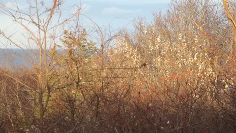 Woods and harbor Stock Footage 73745943