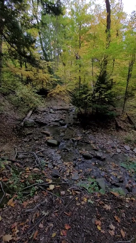 Woods and stream Video stock 261499006