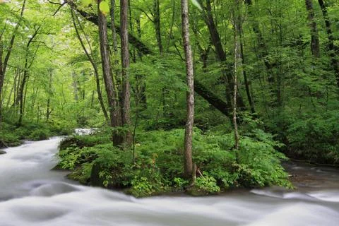 Woods and stream Stock Photos