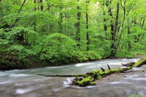 Woods and stream Stock Photos