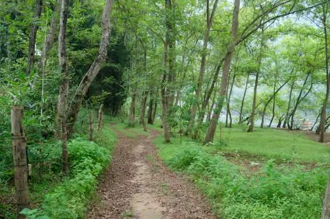Woods and trails Stock Photos