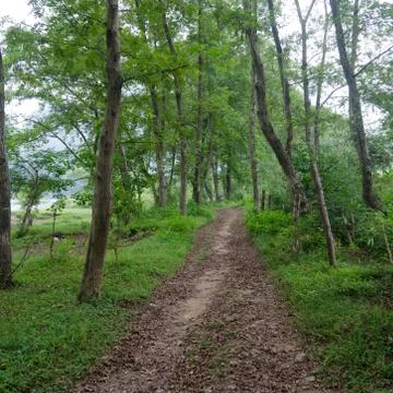 Woods and trails Stock Photos