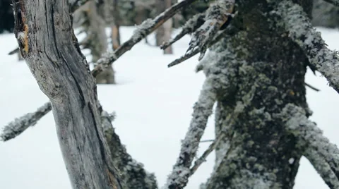 Woods and tree in winter forest Stock Footage 61480844
