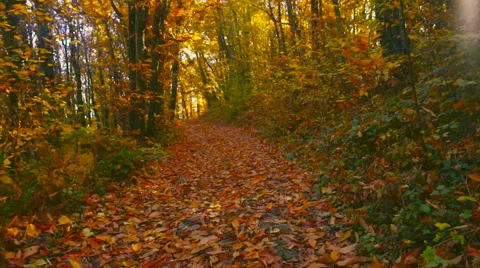Into  the Woods in Autumn Stock-Footage 58819399