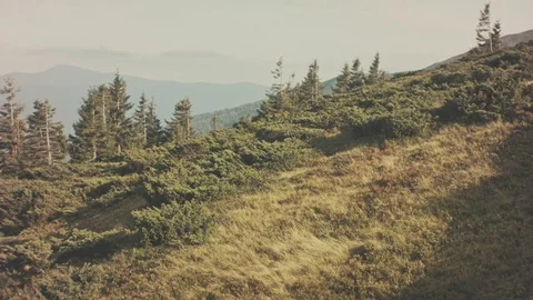 Woods background with nobody. Large empty glade volume top view. Stock Footage 79781100