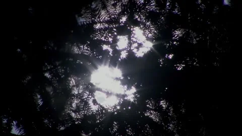 Woods backlit scenery Stock Footage 261632411