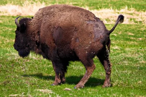 A woods bison having a pee Stock Photos