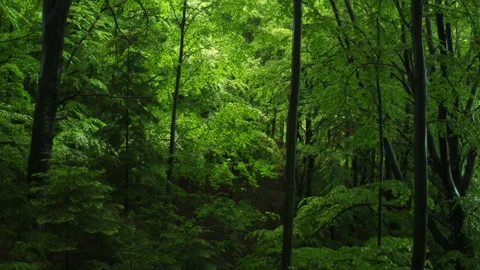 Woods in calm rain at spring or summer time Stock Footage 331359394