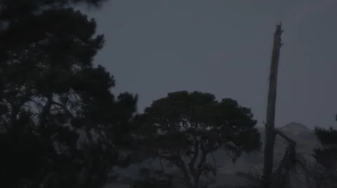 Woods Canopy Stockbeeldmateriaal 45707255