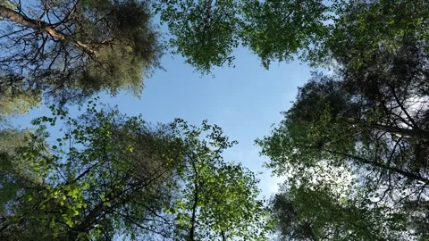 Woods Canopy Looking Up at Beautiful Sunny Clear Blue Sky Stock Footage 342584545