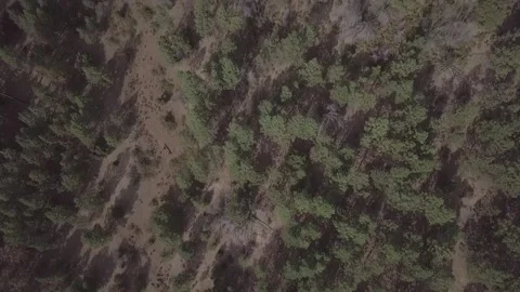 Woods cinelike forest Stock Footage 231600153