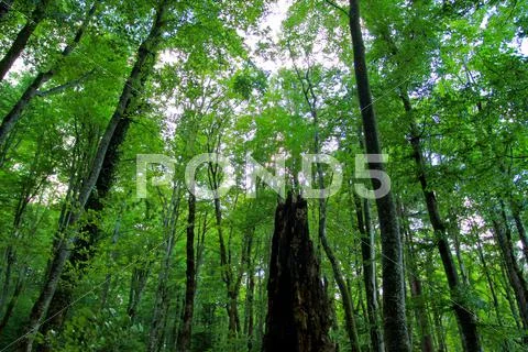 Woods in Croatia Stock Photos