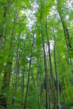 Woods in Croatia Stock Photos
