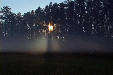 Woods At Dawn Silhouette Fog Nature Forest Mist Peaceful Stock Footage