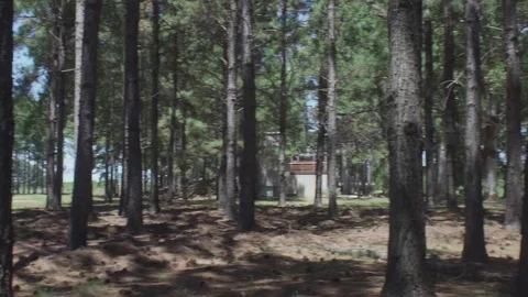 Woods in daylight Stock Footage 75180131