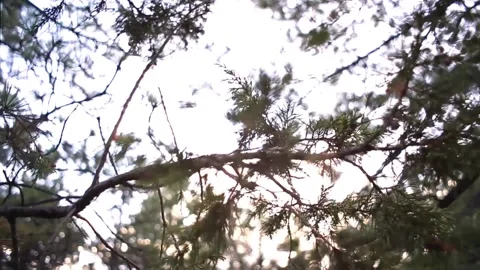 WOODS DETAILS IN TREES Vidéo 131561091