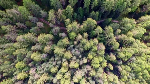 Woods of the Dolomites Stock Footage 220603867