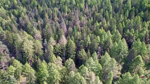 Woods of the Dolomites Stock Footage 220604274