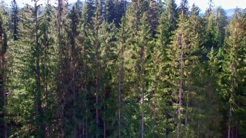 Woods of the Dolomites Stock Footage 220661856