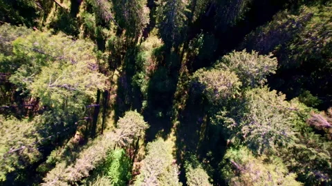 Woods of the Dolomites Stock Footage 220662059