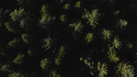 Woods Down (Graded 23.976) Stock Footage